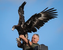 02 Craig prepares to relaese a wedge-tailed eagle. Image supplied by Raptor Refuge