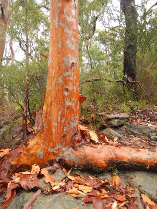 Sydney Red Gum after rain, Ku-ring-gai Chase National Park, NSW